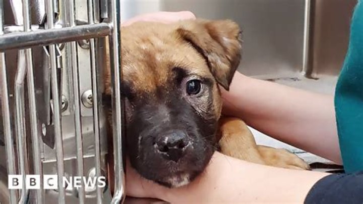 A Disturbing Case Of Animal Cruelty On Social
