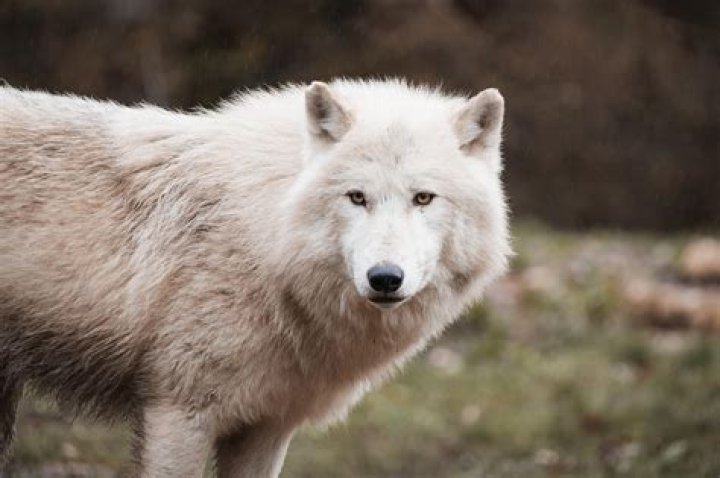 Discover The Power Of "Meana Wolf Call Me Her Name"
