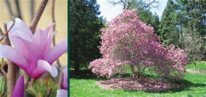 Unveiling The Ages And Untold Stories Of "Sweet Magnolias" Characters