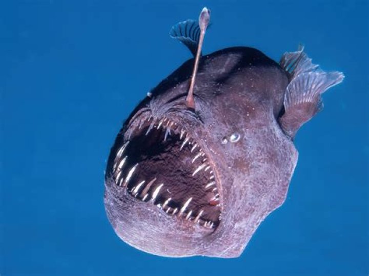 Unveiling The Enigma Of The "Fish That Looks Sad": Discoveries And Insights
