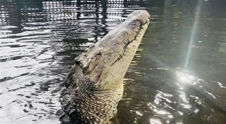Unveiling The Truths Behind "Gatorland Death": Discoveries And Insights