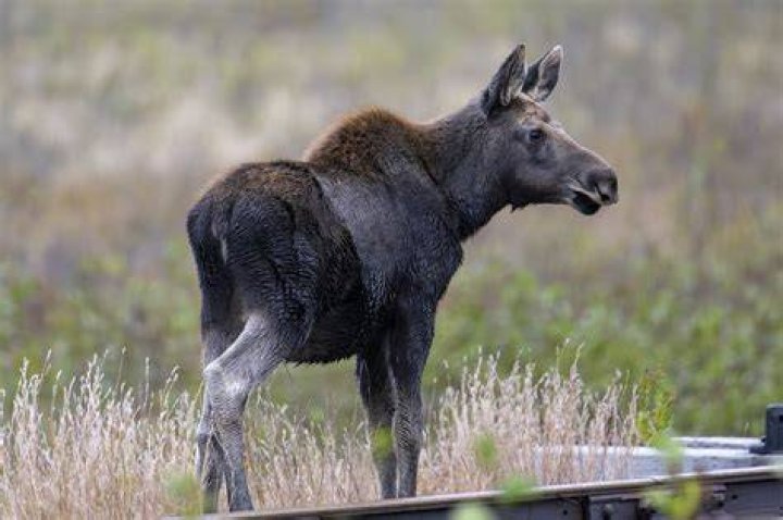 Young Moose |